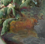 With The Flow detail